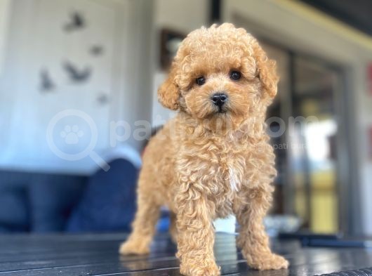 Eşsi̇z Güzelli̇kte Toy Poodle Bebekleri̇mi̇z