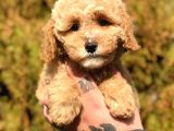 Party Color Toy Poodle