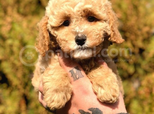 Party Color Toy Poodle görsel