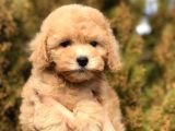 Tr Nin En Güzel Toy Poodle Yavruları