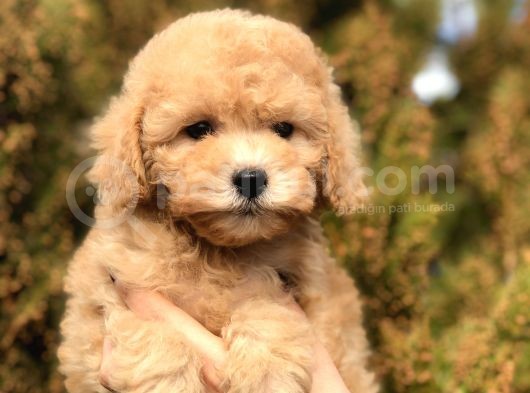 Tr Nin En Güzel Toy Poodle Yavruları görsel