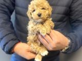 AŞILI MİNİ BOY POODLE BEBEKLERİMİZ