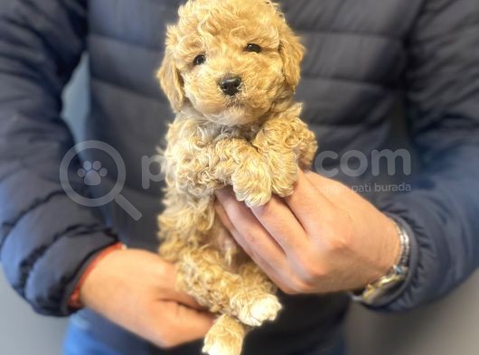 Aşili Mi̇ni̇ Boy Poodle Bebekleri̇mi̇z