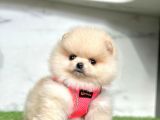 Ayıcık Surat Boo Pomeranian Yavrular