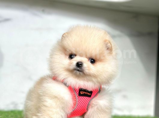 Ayıcık Surat Boo Pomeranian Yavrular görsel