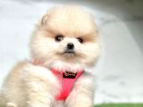 Ayıcık Surat Boo Pomeranian Yavrular