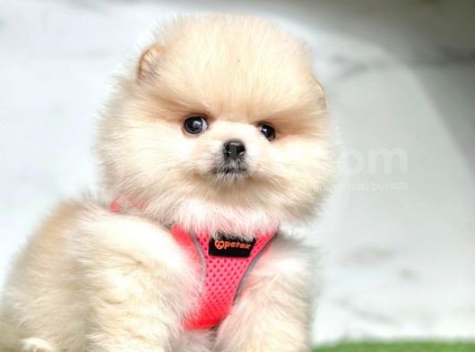 Ayıcık Surat Boo Pomeranian Yavrular görsel