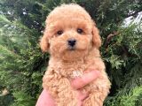 Eğitimli Aşılı Orjinal Toy Poodle Yavrular