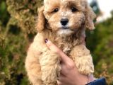 Party Color Toy Poodle