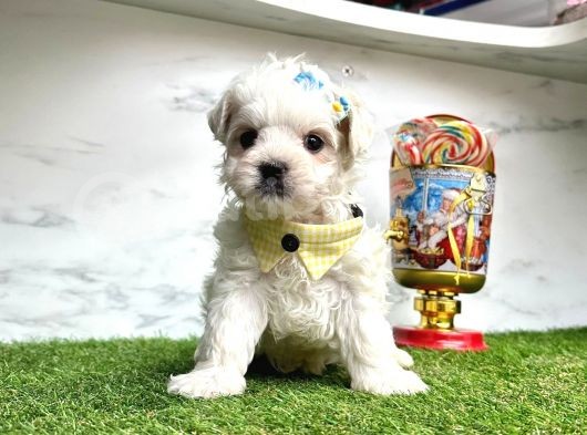 Mini Sevimli Maltese Yavrular görsel