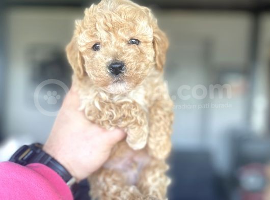 Aşili Mi̇ni̇ Boy Poodle Bebekleri̇mi̇z görsel