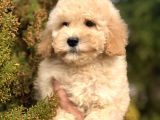 Miniatür Poodle Yavrumuz
