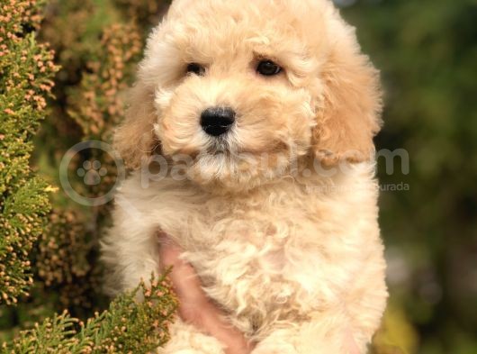 Miniatür Poodle Yavrumuz görsel
