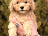Tr nin En Güzel Toy Poodle yavruları