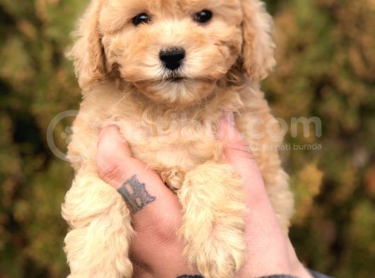 Tr Nin En Güzel Toy Poodle Yavruları