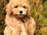 Tr Nin En Güzel Toy Poodle Yavruları