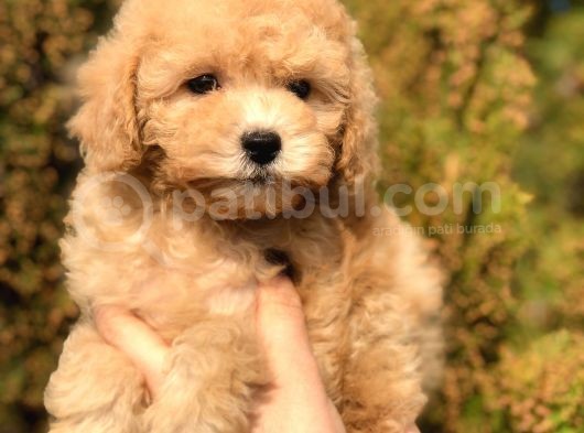 Tr Nin En Güzel Toy Poodle Yavruları görsel