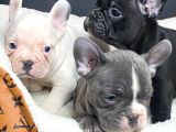 Eğitimli French Bulldog Yavrular