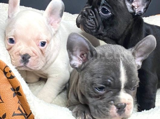 Eğitimli French Bulldog Yavrular