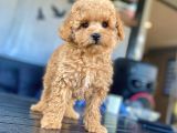 Eşsi̇z Güzelli̇kte Toy Poodle Bebekleri̇mi̇z