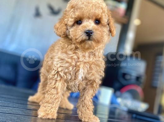 Eşsi̇z Güzelli̇kte Toy Poodle Bebekleri̇mi̇z görsel