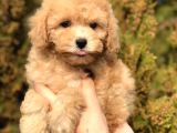 Tr Nin En Güzel Toy Poodle Yavruları