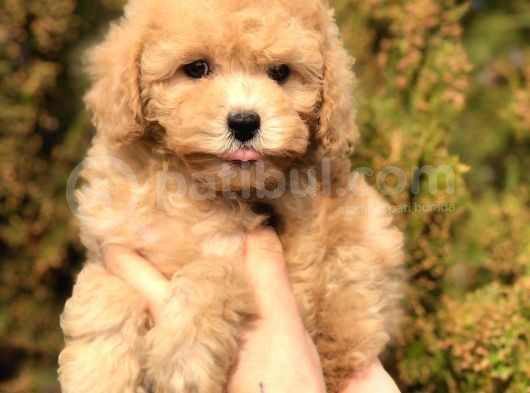 Tr Nin En Güzel Toy Poodle Yavruları görsel