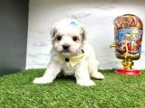 Mini Sevimli Maltese Yavrular