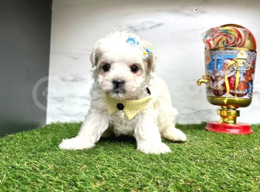 Mini Sevimli Maltese Yavrular görsel