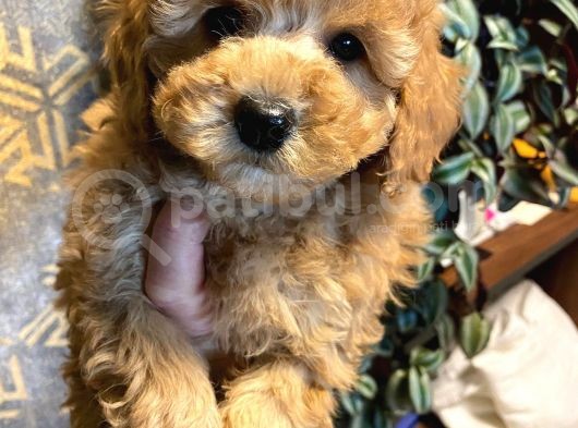 Eğitimli Toy Poodle Yavrular görsel