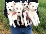 Sibirya Kurdu ( Husky)