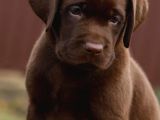 Labrador Bebekleri̇mi̇z