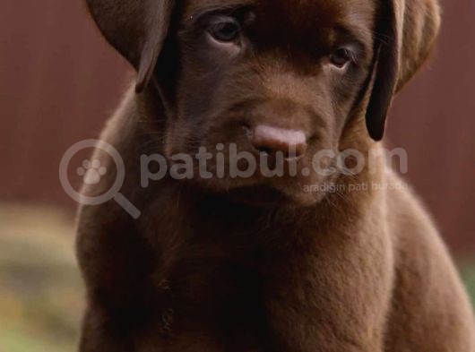 Labrador Bebekleri̇mi̇z görsel