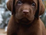 Labrador Bebekleri̇mi̇z