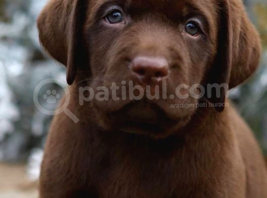 Labrador Bebekleri̇mi̇z görsel