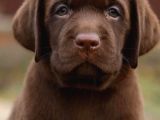 Labrador Bebekleri̇mi̇z