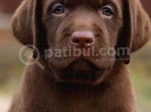 Labrador Bebekleri̇mi̇z görsel