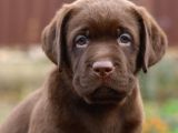 Labrador Bebekleri̇mi̇z