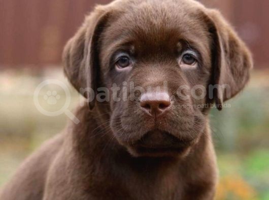 Labrador Bebekleri̇mi̇z görsel