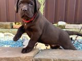 Labrador Bebekleri̇mi̇z