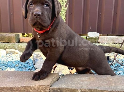 Labrador Bebekleri̇mi̇z görsel