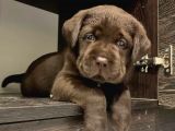Labrador Bebekleri̇mi̇z