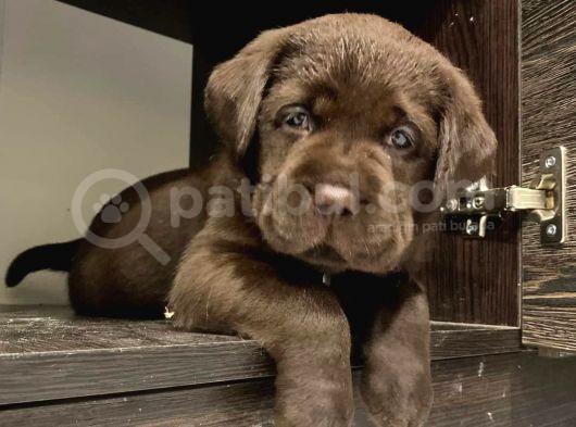 Labrador Bebekleri̇mi̇z görsel