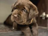Labrador Bebekleri̇mi̇z