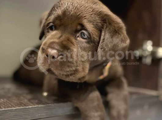 Labrador Bebekleri̇mi̇z görsel