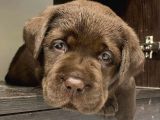 Labrador Bebekleri̇mi̇z
