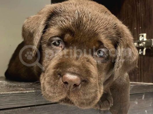 Labrador Bebekleri̇mi̇z görsel