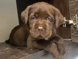 LABRADOR bEBEKLERİMİZ