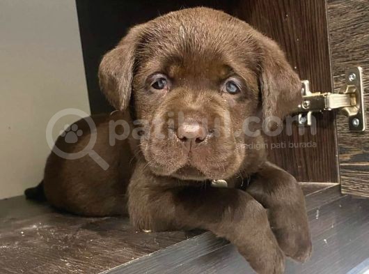 Labrador Bebekleri̇mi̇z