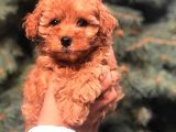 Red Brown Toy Poodle Bebeği̇mi̇z